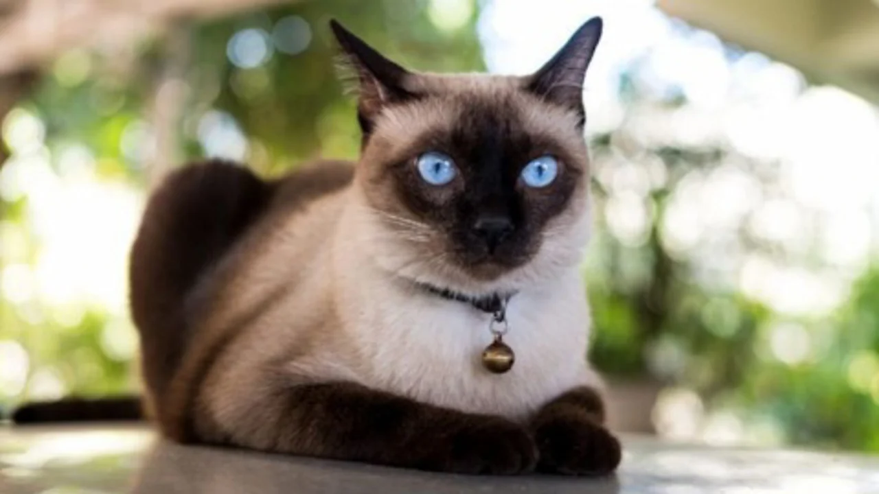 انواع نژاد گربه (سیامی) Siamese