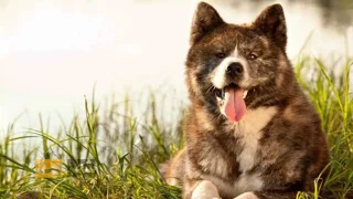 سگ آکیتا (Akita) – نماد عشق بی‌پایان