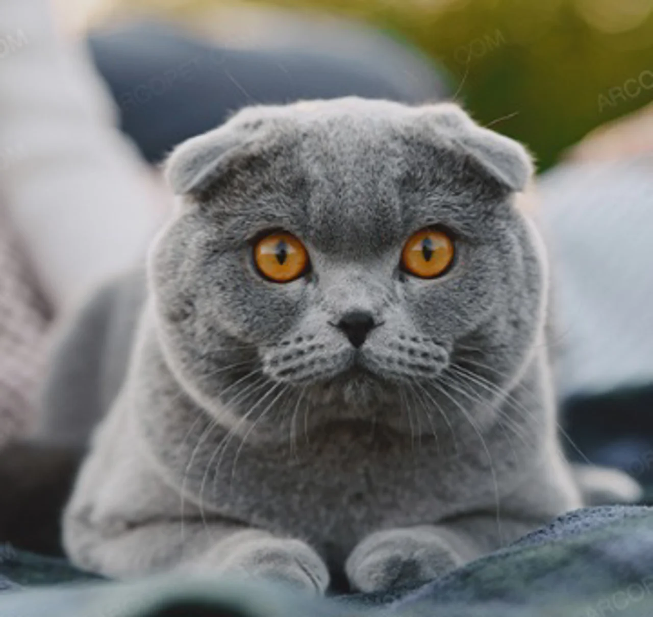 گربه اسکاتیش فولد🐈⬛